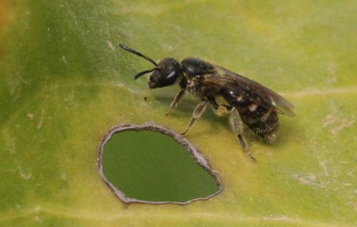 Lasioglossum sp.